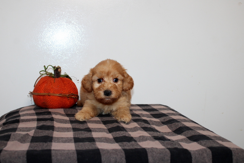puppy, for, sale, Mini Golden Doodle F2B, Matthew B. Stoltzfus, dog, breeder, Gap, PA, dog-breeder, puppy-for-sale, forsale, nearby, find, puppyfind, locator, puppylocator, aca